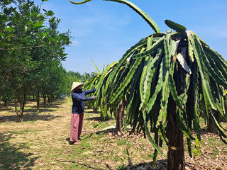 Đà Nẵng: Điểm sáng từ những mô hình sinh kế bền vững
