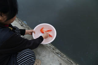 Cá chép chết hàng loạt do bị thả ở hồ nước mặn