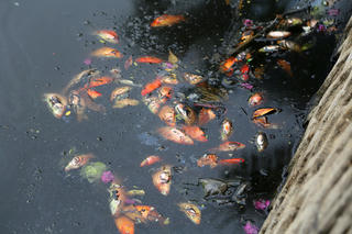 Quảng Ninh: Bị thả ở hồ nước mặn, cá chép chết hàng loạt