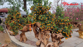 Thái Nguyên: Rực rỡ sắc màu chợ hoa Tết, giá đào mềm hơn năm trước