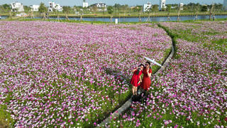 Sắc xuân rực rỡ tại vườn hoa sao nhái lớn nhất Cà Mau 