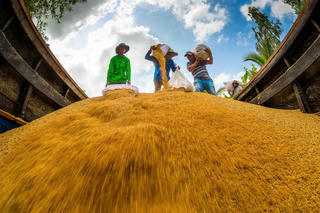 "Hộ chiếu xanh” để gạo Việt bước vào thị trường cao cấp