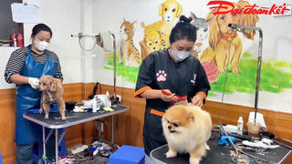 Quảng Ninh: Thú cưng ‘xếp hàng’ đi spa để ‘đón Tết’