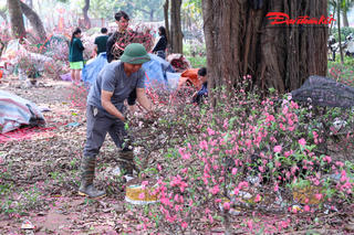 Đào nở sớm, tiểu thương ngậm ngùi chặt bỏ, dọn hàng về quê đón giao thừa
