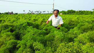 Ruộng đồng vào xuân