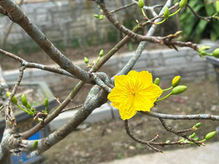 Thời tiết mùng 4 Tết: Bắc Bộ sương mù rải rác, Nam Bộ tiếp tục nắng nóng