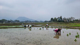Thái Nguyên: Nông dân kỳ vọng một năm mới bội thu