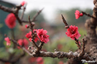 Trước mùa Xuân mới