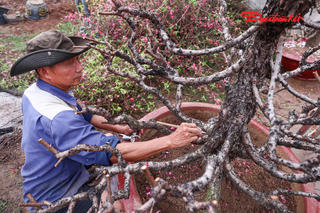 Hà Nội: Làng Nhật Tân 'hồi sức' đào sau Tết, chuẩn bị cho mùa hoa năm tới