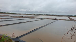Mưa trái mùa kéo dài làm thiệt hại hàng trăm ha muối ở Cà Mau