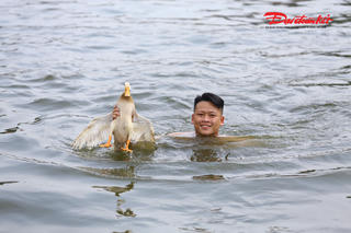 Nghẹt thở màn bắt vịt dưới đầm sâu ở Lại Yên, trai làng tranh thưởng “khủng”