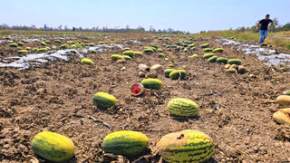 Gia Lai: 25 ha dưa hấu bỏ hư hỏng ngoài đồng