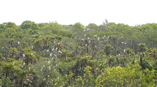 Kiểm soát mọi nguồn lửa gây nguy cơ cháy rừng