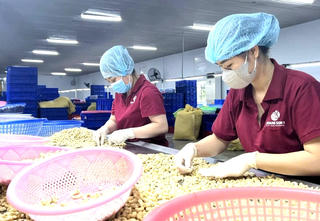 Doanh nghiệp điều tập trung cho chế biến sản phẩm có giá trị gia tăng cao