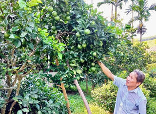 Kỳ tích trên những triền đồi