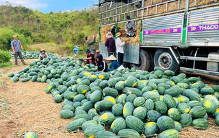 Gia Lai: Tìm giải pháp tiêu thụ dưa hấu