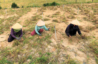 Quảng Ngãi: Tỏi Lý Sơn rớt giá, nông dân lo lắng mùa thu hoạch 
