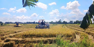 Đánh thức tiềm năng lúa phát thải thấp