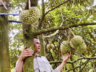 Khi sầu riêng thành niềm vui chung giữa đại ngàn