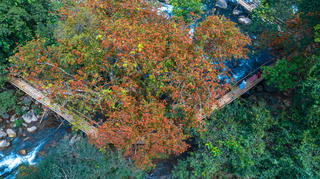 Vẻ đẹp hoa Vàng Anh thu hút du khách tại suối Moọc