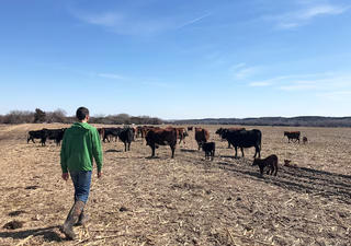 Ngành chăn nuôi Mỹ chịu sức ép sau vụ cháy rừng tại Nebraska