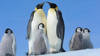 Chim cánh cụt trước hiểm họa khí hậu