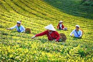 Đề xuất UBND cấp tỉnh được quyền đánh giá, phân hạng sản phẩm OCOP 3 sao và 4 sao