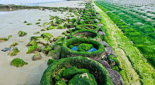 Mê mẩn trước cảnh rêu xanh phủ kín bờ kè biển Hà Tĩnh