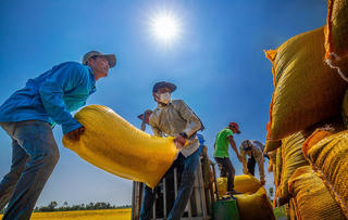 Tái cấu trúc chuỗi giá trị, “nâng giá” hạt gạo Việt
