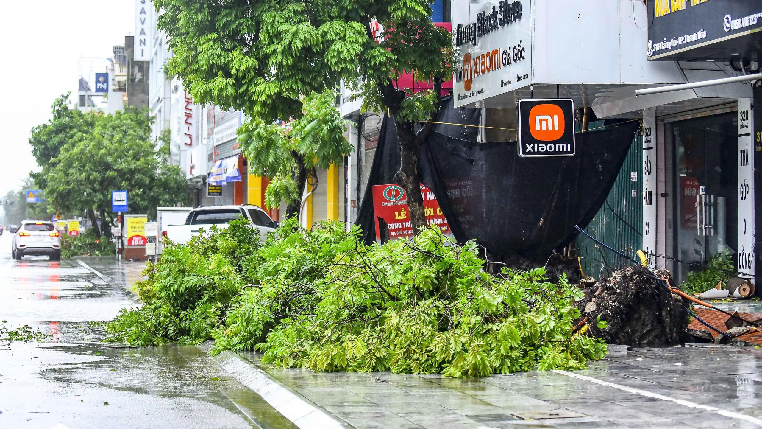 Một cây xăng bật gốc trên vỉa hè đường Trần Phú, phường Hạc Thành. Ảnh: Đình Đông.