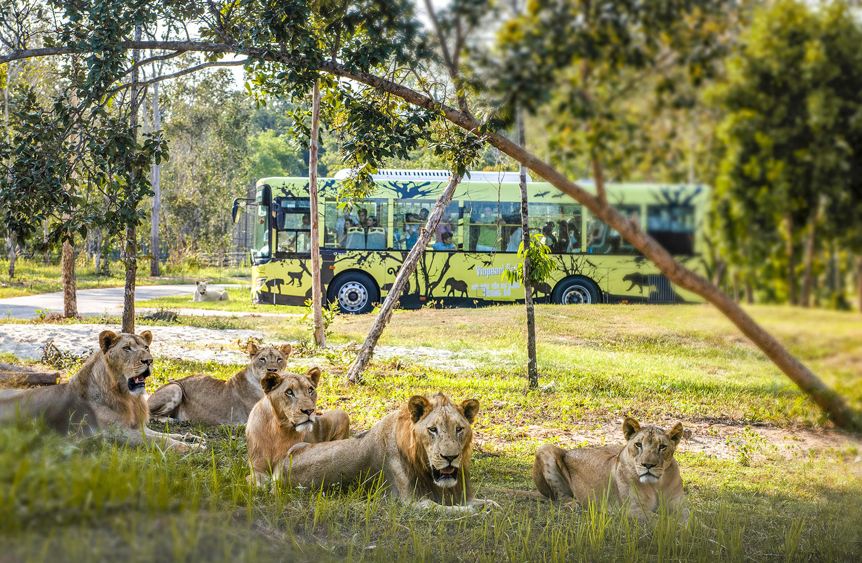 Vườn thú bán hoang dã Vipearl Safari Phú Quốc được du khách tìm đến trải nghiệm. Ảnh Nguyễn Minh.