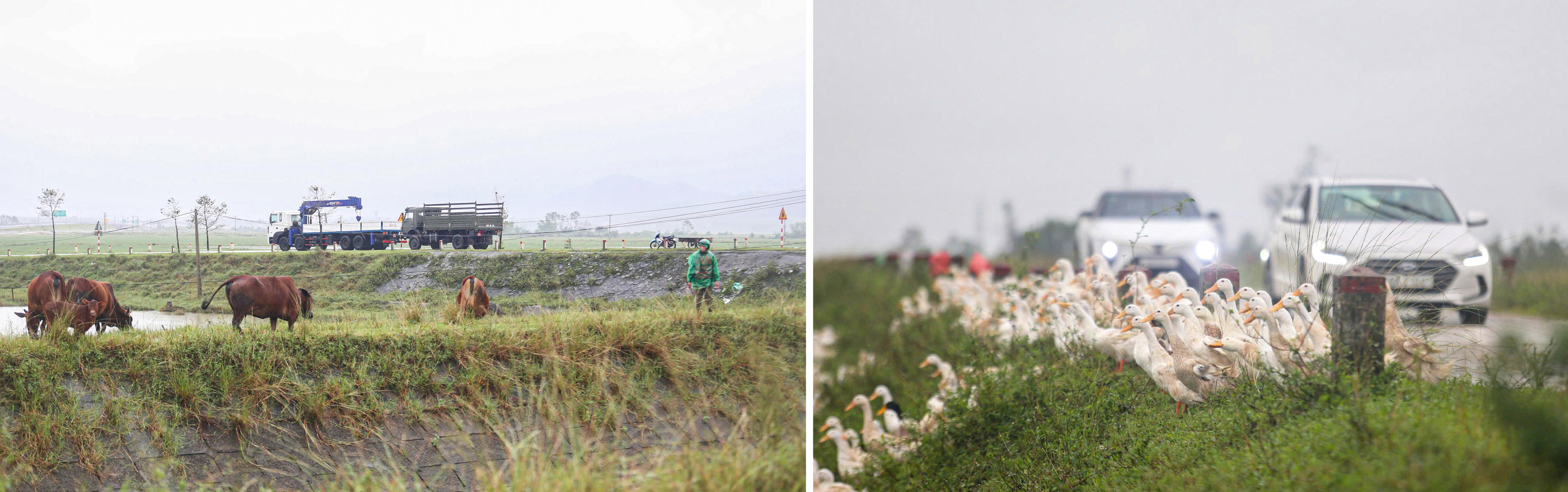 Trâu, bò, gia cầm đều được người dân đưa lên nơi cao, nhằm đảm bảo tài sản. Ảnh: Cẩm Kỳ&nbsp;
