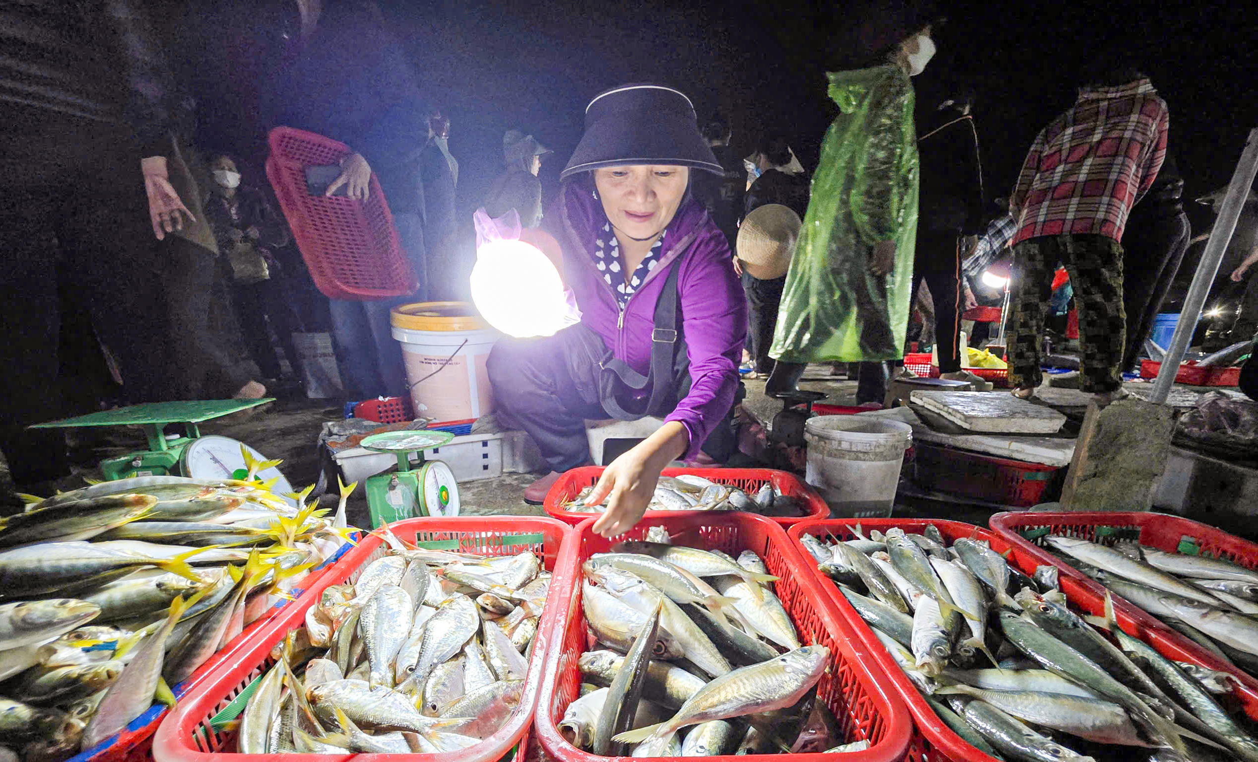 Hải sản mới đánh bắt còn tươi tói, lấp lánh dưới ánh đèn soi. Ảnh: Cẩm Kỳ&nbsp;
