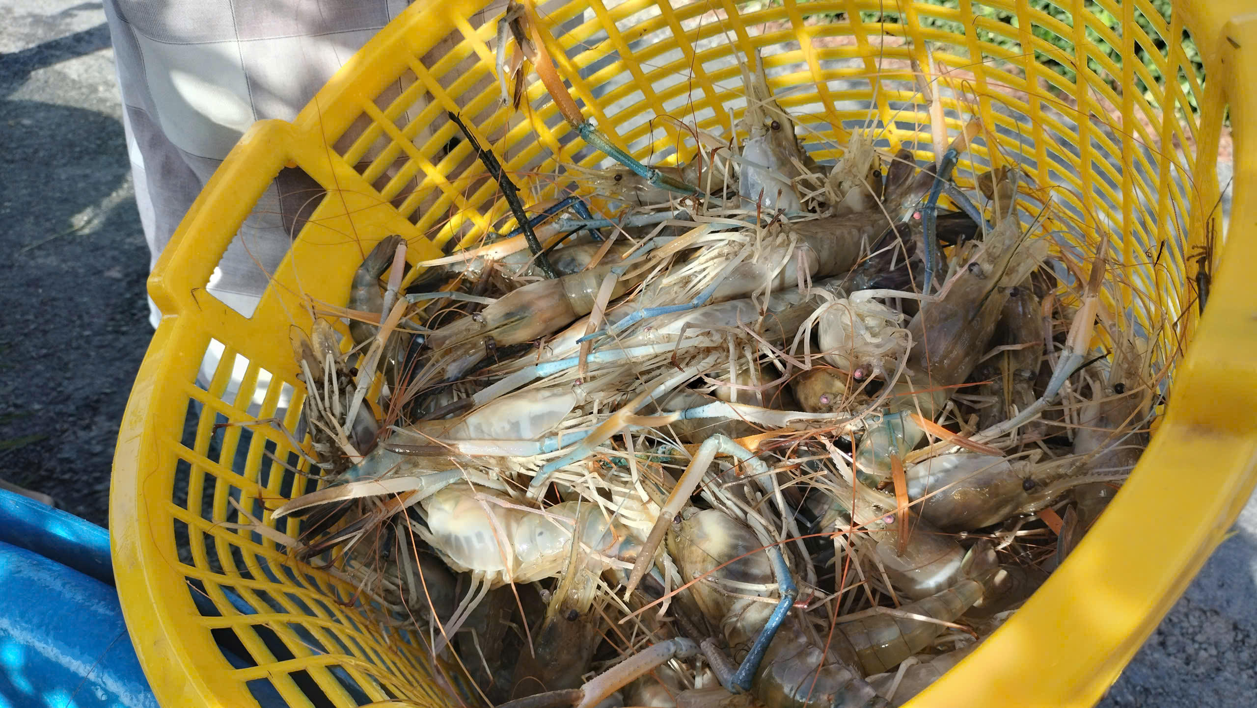 Năng suất tôm càng xanh năm nay đạt từ 300-500kg/ha mặt nước,. trừ chi phí nông dân thu lời bình quân khoảng 40 triệu đồng/ha. Ảnh: Nguyên Du