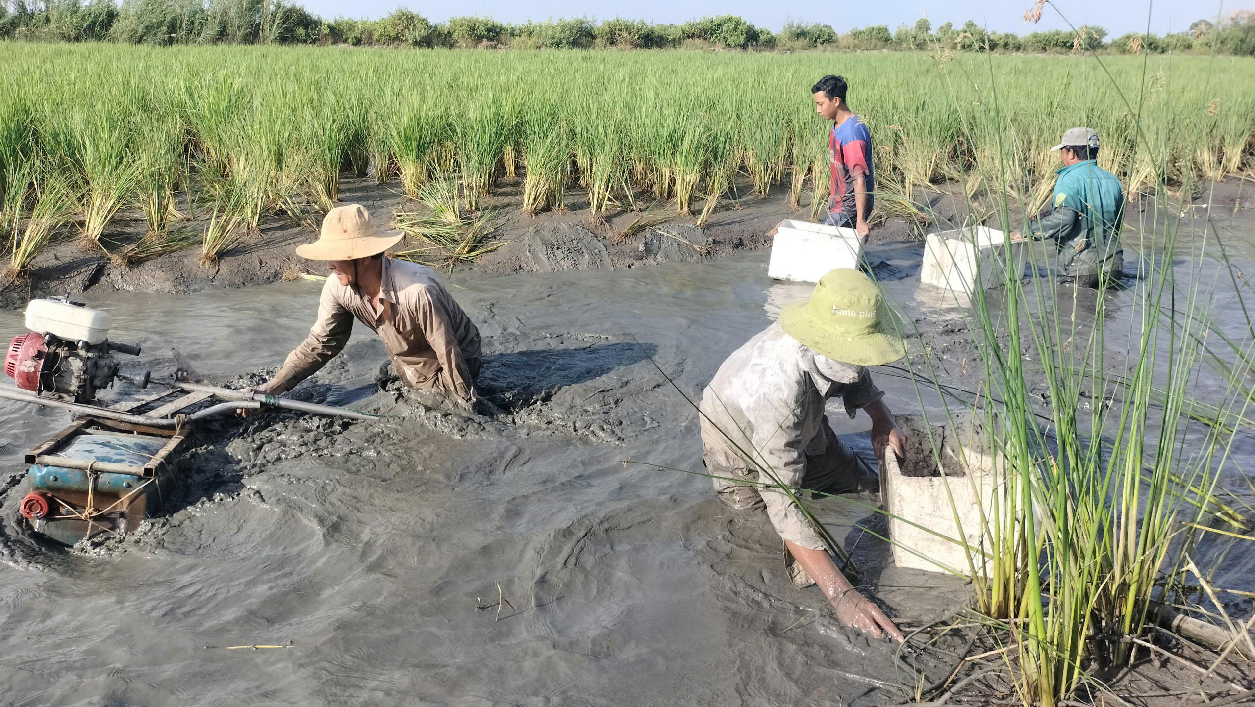 Khi trời vừa hừng sáng, trong ruộng lúa hơn 1 ha, ông Danh Dêl (ngụ xã Biển Bạch, Cà Mau) cùng người thân . kéo đến rất đông “vần công” thu hoạch tôm càng xanh trên đồng lúa. Ảnh: Nguyên Du