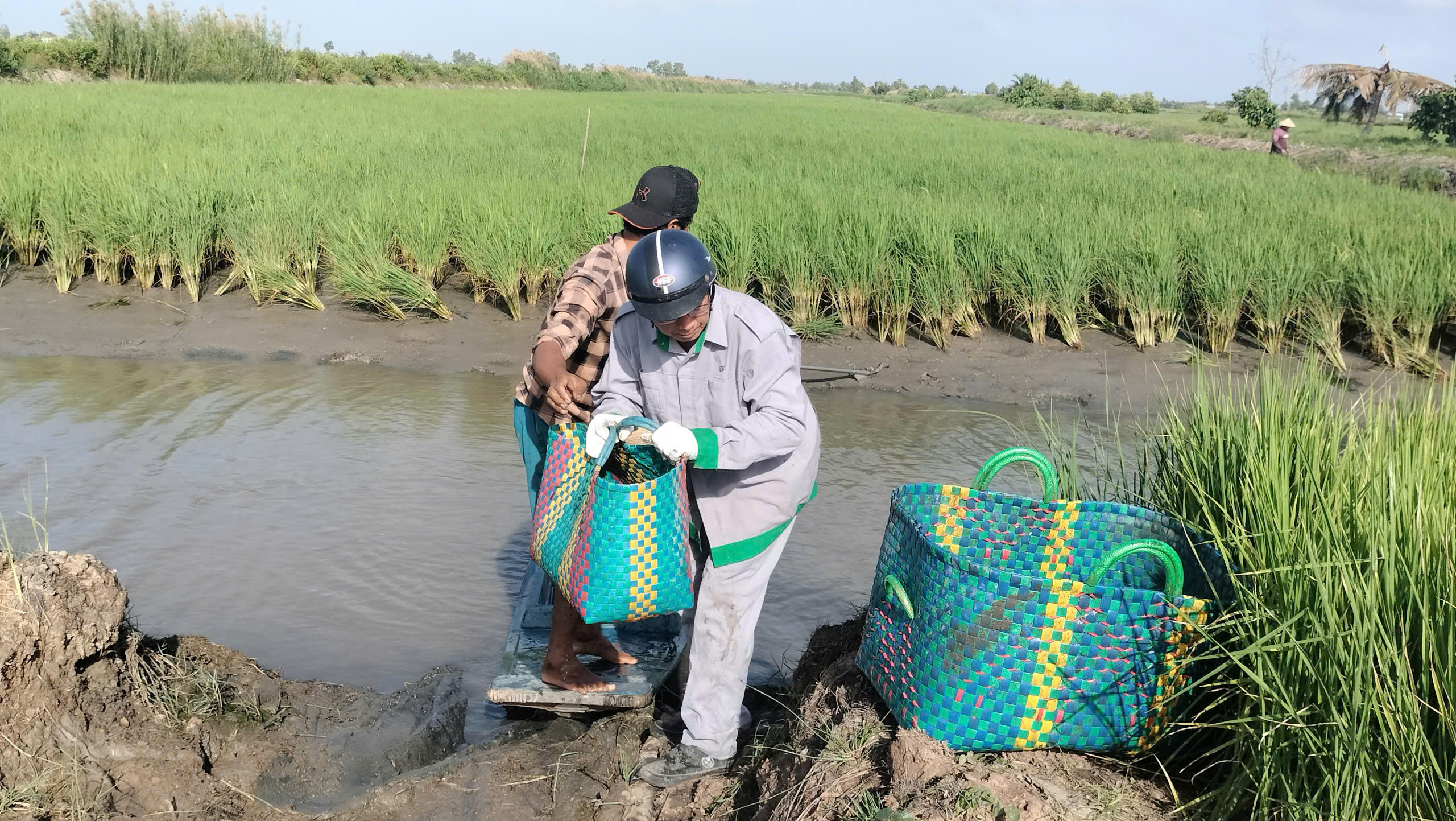 Khi lúa bắt đầu trổ bông và mặt nước chân ruộng rút dần cũng là lúc nhà nông thu hoạch tôm càng xanh. Ảnh: Nguyên Du