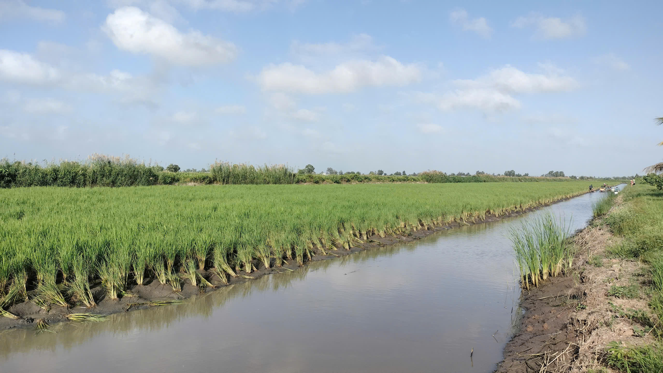 Nuôi tôm càng xanh xen canh trong ruộng lúa ở Cà Mau còn gọi là mô hình “con tôm ôm cây lúa”, . được đánh giá hiệu quả, phù hợp và thích ứng với biến đổi khí hậu. Ảnh: Nguyên Du