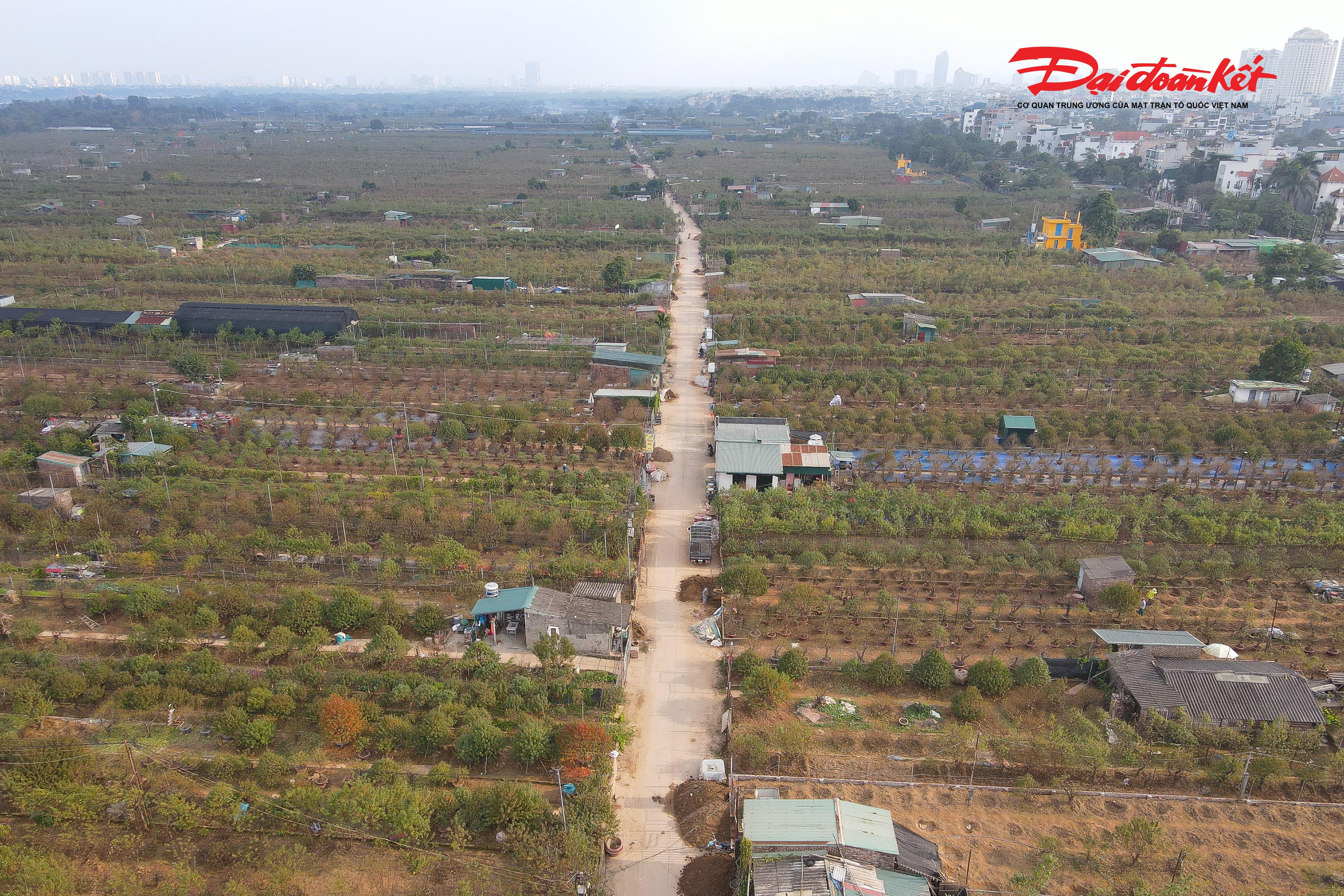 Đào Nhật Tân từ lâu đã trở thành biểu tượng của Tết Hà Nội, những gốc đào không chỉ mang giá trị kinh tế mà còn chứa đựng nét văn hóa truyền thống của Thủ đô mỗi độ Xuân về.