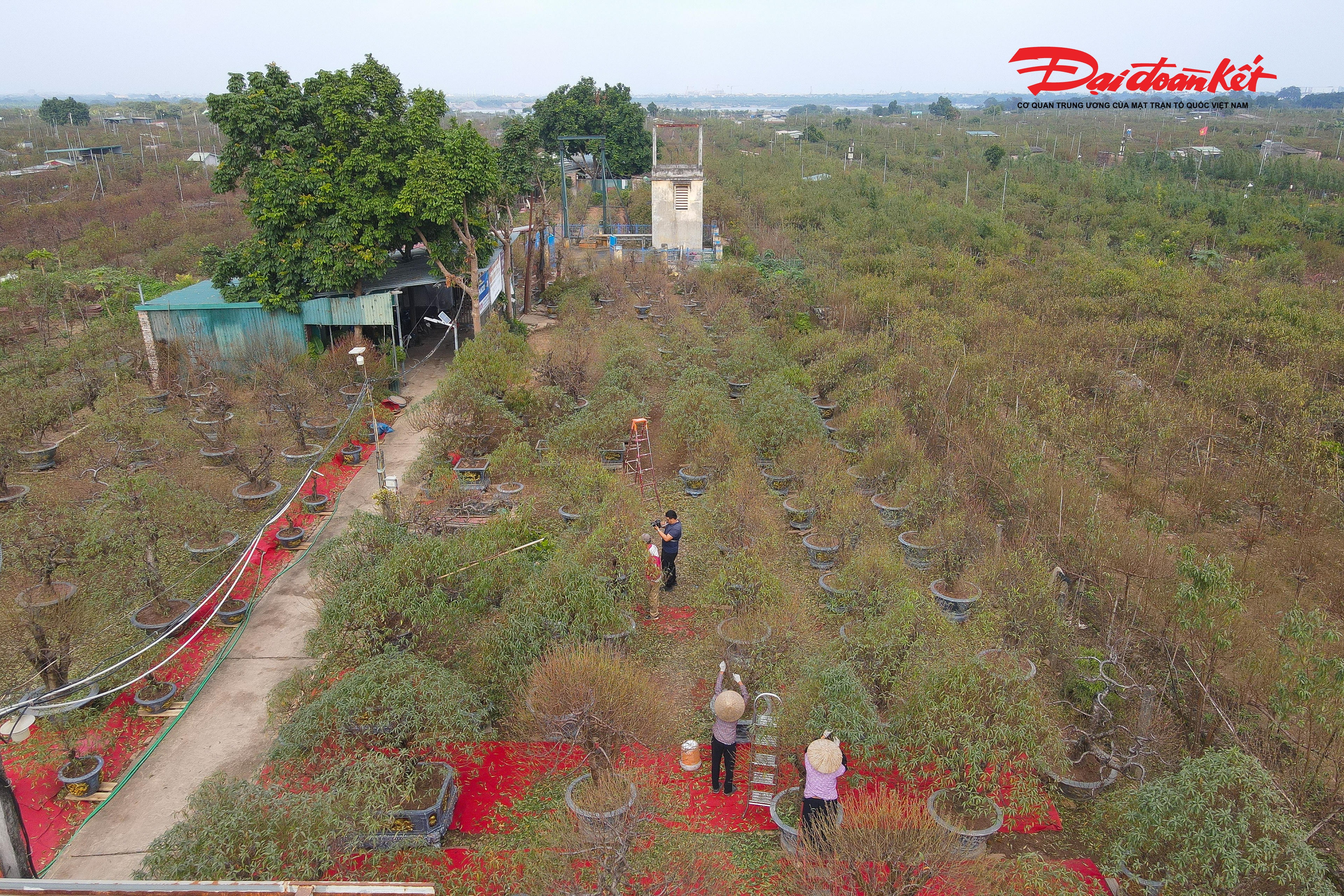 Không khí tại làng đào Nhật Tân những ngày này luôn rộn ràng, tiếng trò chuyện xen lẫn tiếng kéo cắt cành, tiếng bước chân lạo xạo trên lối đất ẩm.