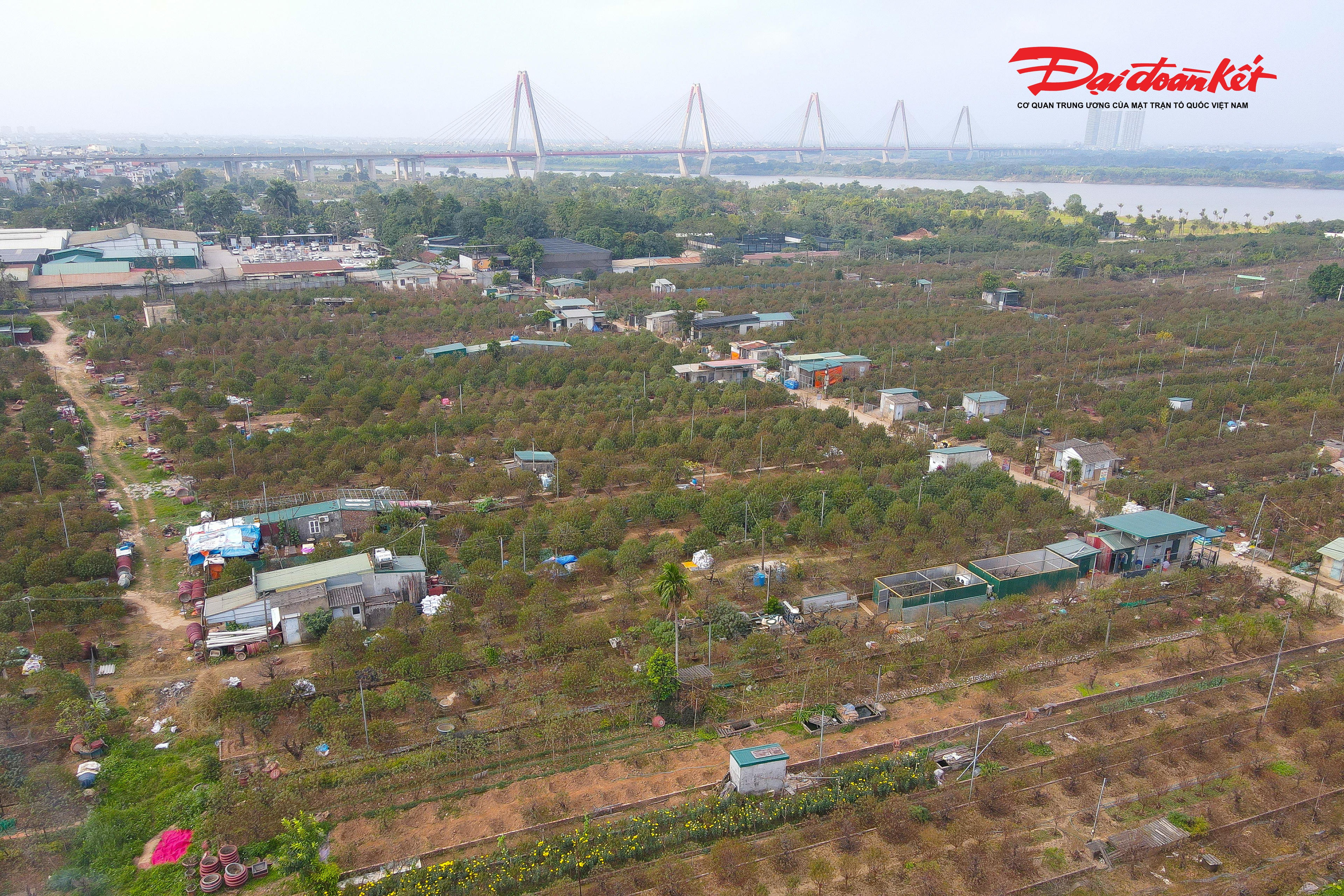 Theo ghi nhận của PV Báo Đại đoàn kết,&nbsp;Từ sáng sớm, nhiều gia đình đã có mặt ngoài vườn. Dưới những tán đào xù xì, bàn tay người nông dân thoăn thoắt tuốt từng chiếc lá đã ngả màu. Công việc tưởng chừng đơn giản nhưng đòi hỏi nhiều kinh nghiệm và sự tỉ mỉ. Tuốt lá quá sớm, hoa có thể nở trước Tết; tuốt muộn, đào sẽ “lỡ hẹn” với mùa xuân. Bởi vậy, mỗi động tác đều được tính toán cẩn trọng, dựa vào thời tiết từng năm và đặc tính của từng giống đào.