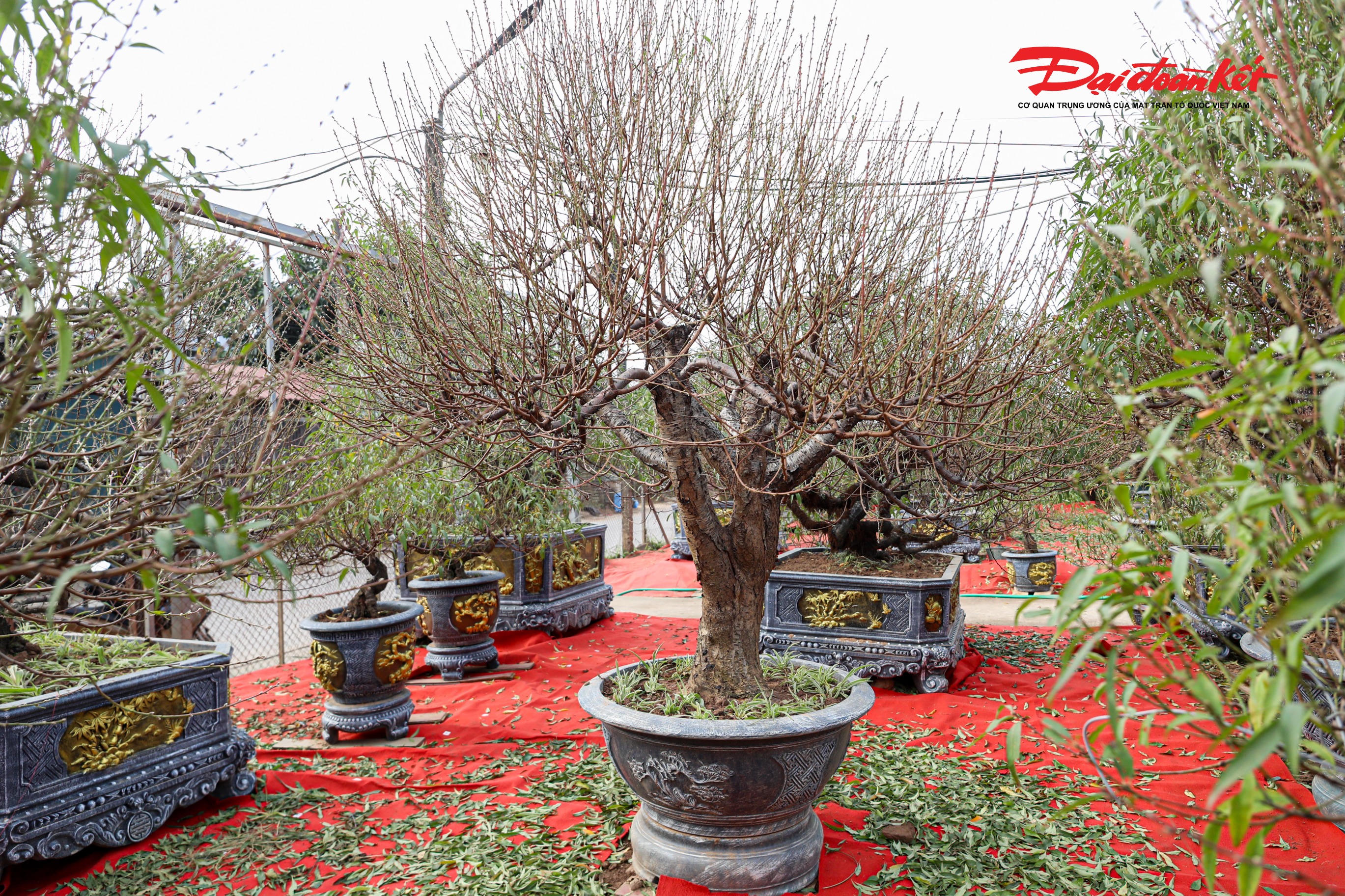 Bởi vậy, dù vất vả, người trồng đào vẫn gắn bó với nghề, coi mỗi mùa Tết là một lần “đánh cược” với thiên nhiên. Chỉ cần thời tiết thất thường, mưa rét kéo dài hoặc nắng ấm đột ngột, công sức cả năm có thể bị ảnh hưởng.