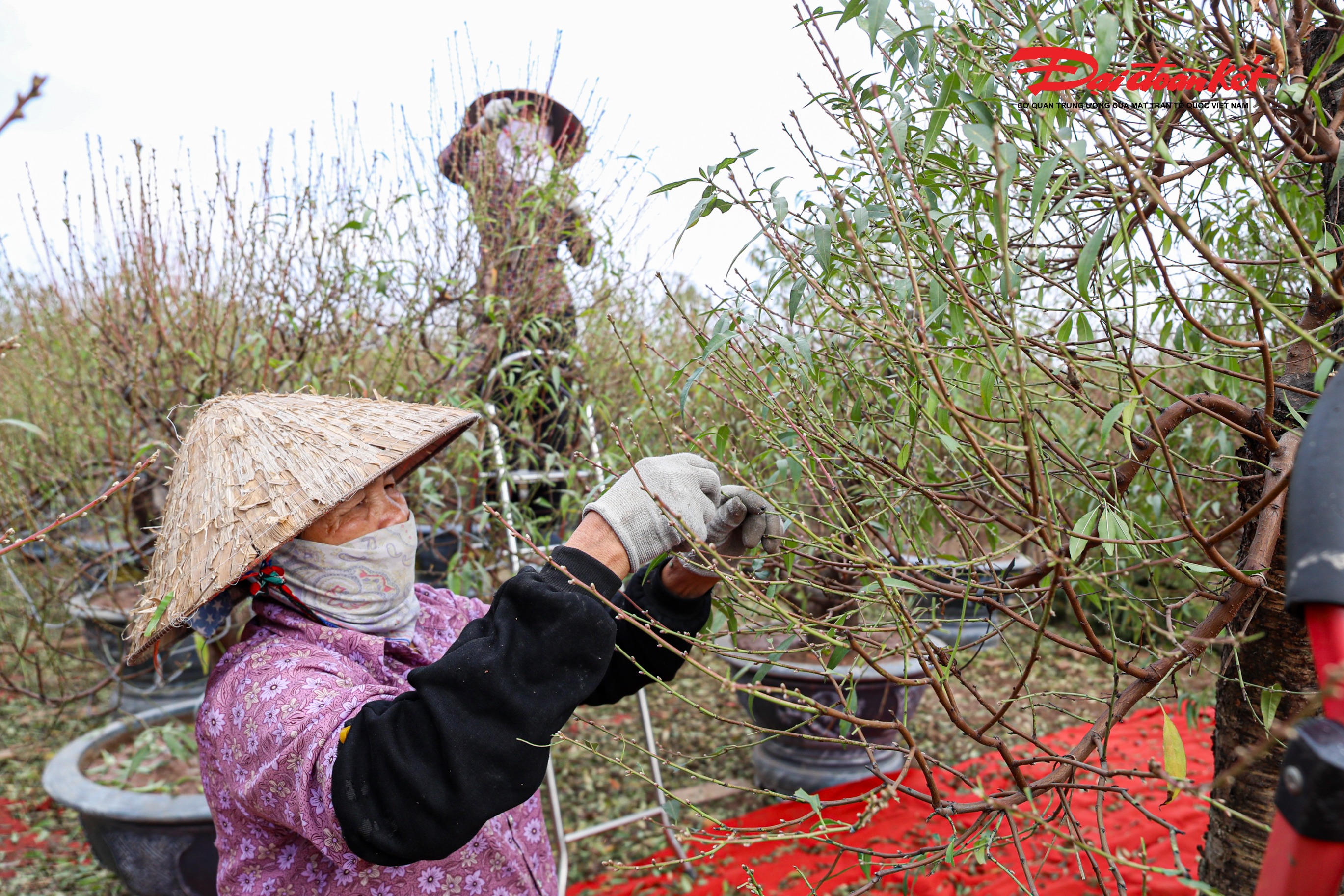 Từng động tác tuốt lá đào được thực hiện thoăn thoắt qua bàn tay của người dân.