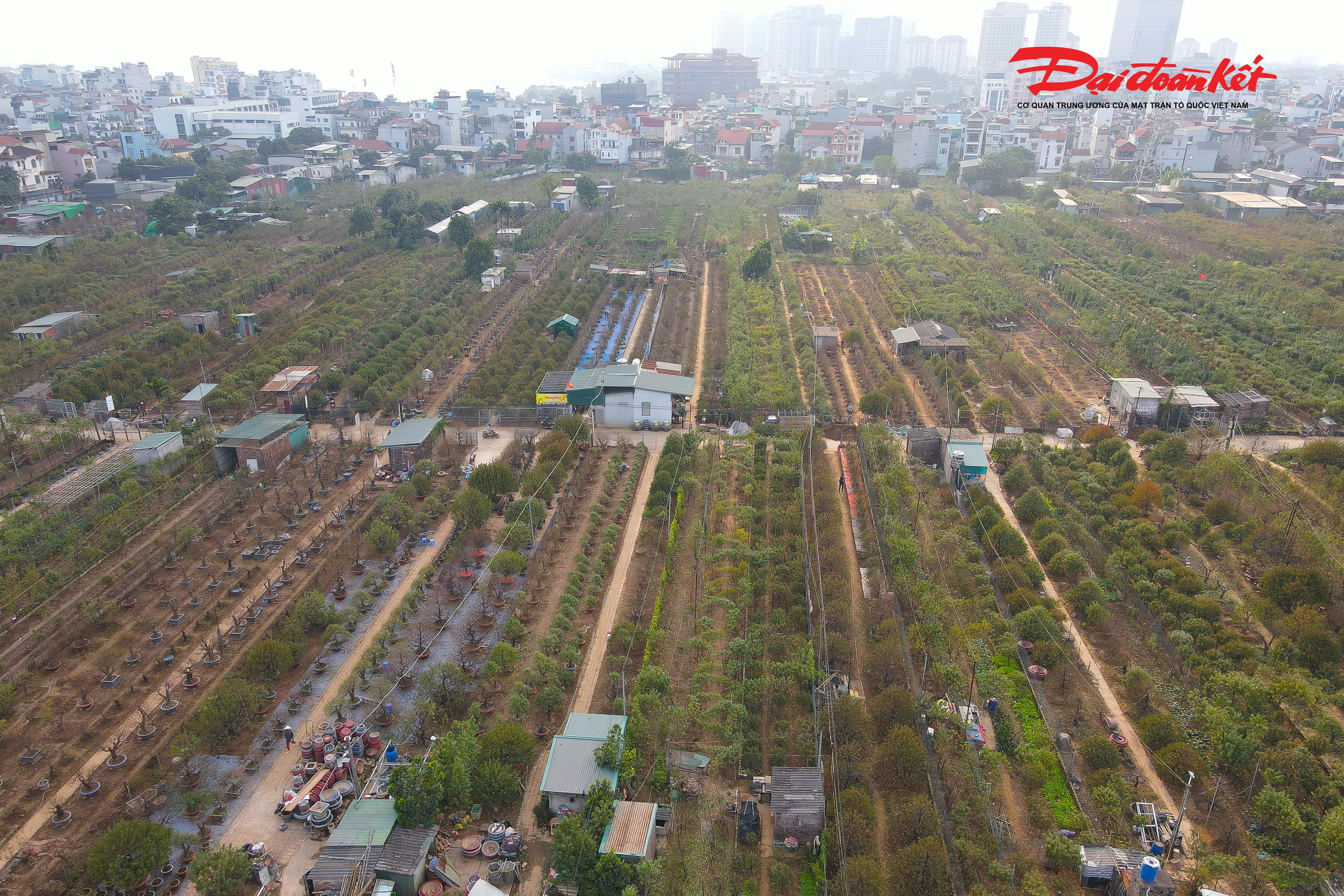 Nhiều năm gần đây, diện tích trồng đào ở Nhật Tân không còn nhiều như trước do quá trình đô thị hóa. Tuy vậy, những người còn bám trụ với nghề vẫn nỗ lực giữ gìn thương hiệu đào truyền thống. Bên cạnh các giống đào bích, đào phai quen thuộc, nhiều nhà vườn đã đưa vào trồng thêm đào thế, đào dáng bonsai để đáp ứng thị hiếu đa dạng của khách hàng. Giá đào vì thế cũng phong phú, từ vài trăm nghìn đồng đến hàng chục triệu đồng mỗi cây.. 