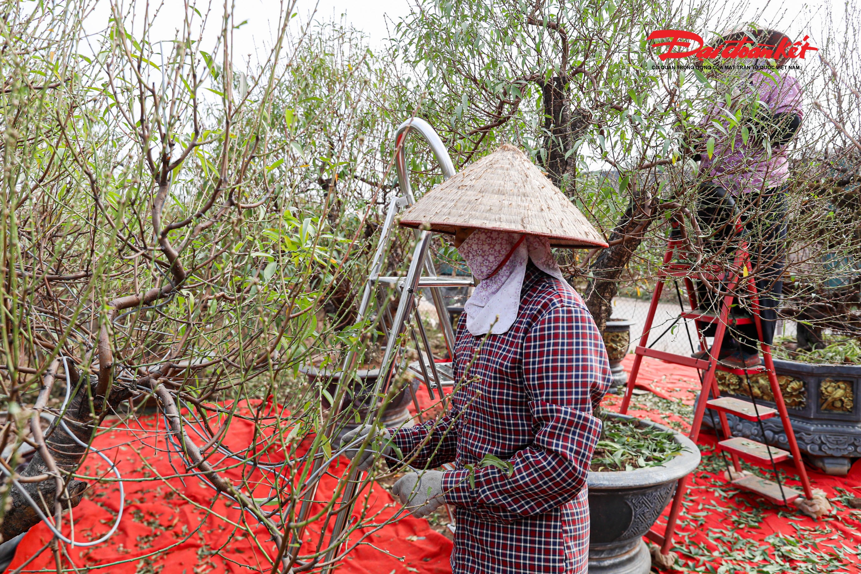 Với những cây đào cao, người dân phải bắc thang để tuốt lá.