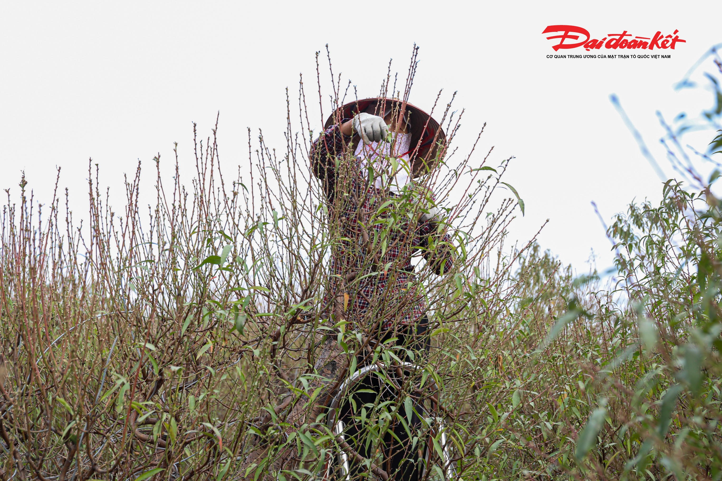 Mỗi nhà vườn Nhật Tân thường có từ vài trăm cho đến hàng nghìn cây đào.