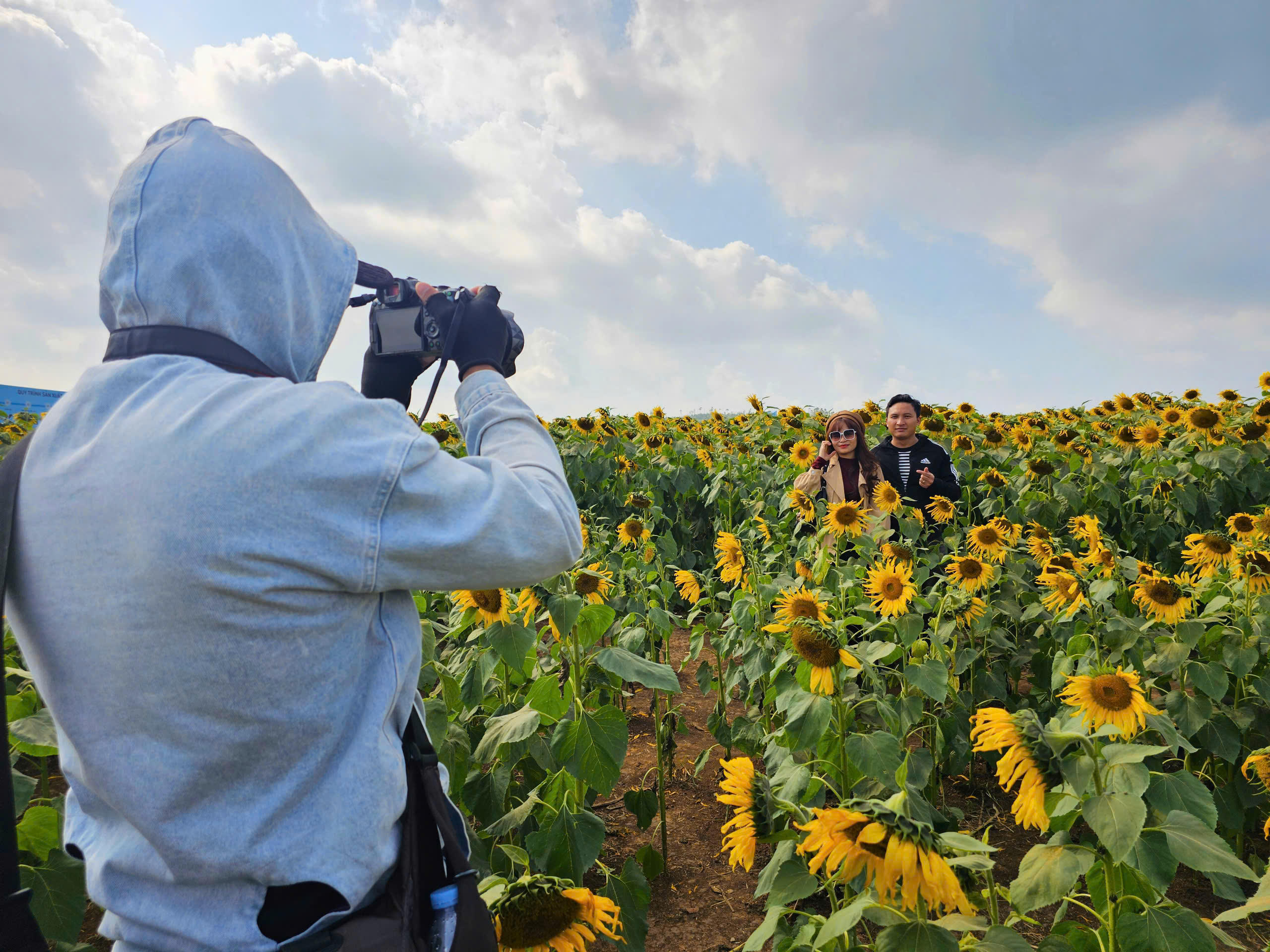 Cánh đồng hoa hướng dương nằm ở Nông trường 19/5 thuộc địa phận xã Nghĩa Lâm, cách trung tâm Vinh, Nghệ An khoảng 70 km. Đây là một trong những điểm "check in" nổi tiếng tại Nghệ An. Cứ đến mùa hoa, du khách lại đổ về tham quan, chụp ảnh khiến cho không khí nơi đây trở nên nhộn nhịp. Ảnh: QT