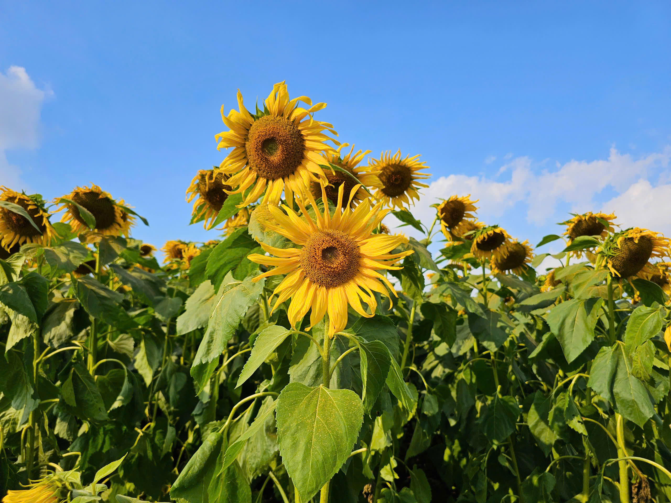 Những hoa hướng dương khoe sắc dưới bầu trời trong xanh trong ngày đầu năm mới. Ảnh: QT