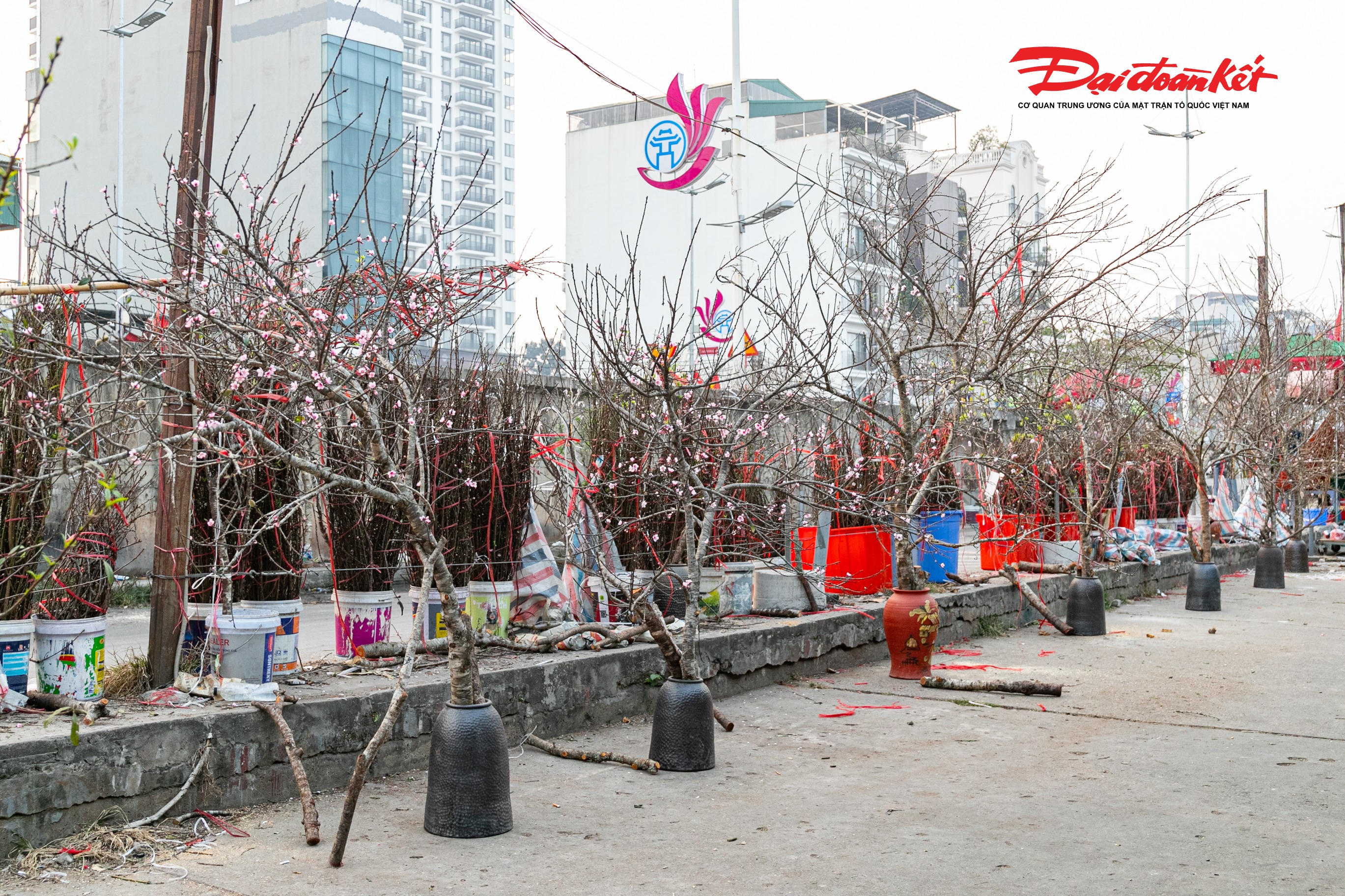 Theo ghi nhận của PV Báo Đại đoàn kết, còn hơn một tháng nữa mới đến Tết Bính Ngọ, song không khí xuân đã sớm lan tỏa tại chợ hoa Quảng An, nơi hàng trăm cây quất, cành đào và nhiều loại hoa rừng được tiểu thương đưa về, bày bán rực rỡ.