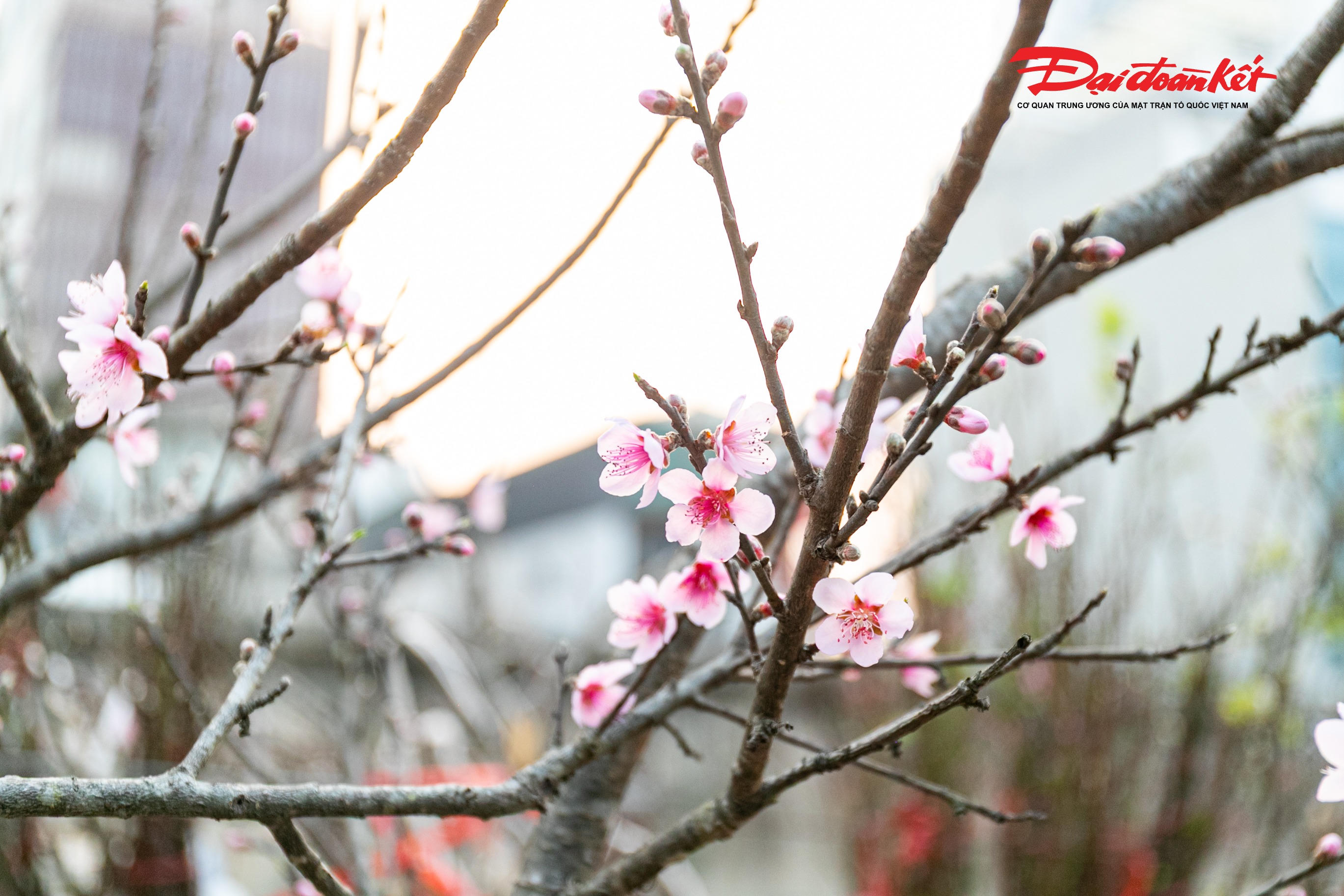 Theo chị Nguyễn Hòa - tiểu thương tại chợ hoa Quảng An cho biết: "Thời điểm này, chúng tôi chủ yếu bán các cành nhỏ, giá vừa túi tiền; khoảng nửa tháng nữa sẽ đưa các cành to ra thị trường. Do đó, mới đầu mùa nhưng đã có nhiều khách tìm mua".