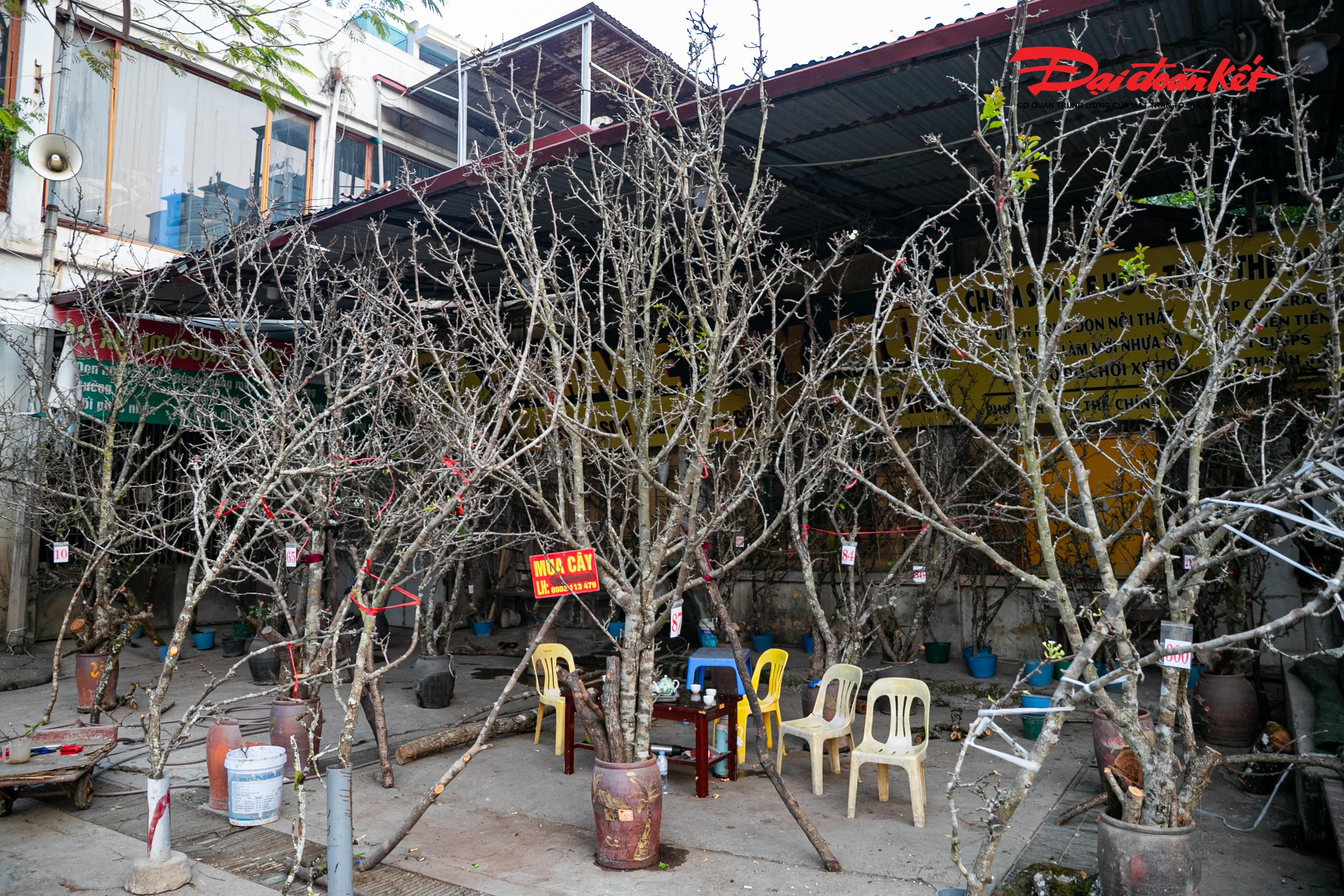 Dọc các tuyến đường xung quanh chợ hoa Quảng An, quất, đào, lê rừng, mận và hoa mộc lan được bày biện rực rỡ, thu hút người dân ghé xem, mua sắm..